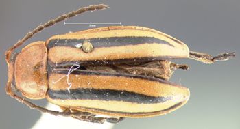 Media type: image; Entomology 18752   Aspect: habitus dorsal view